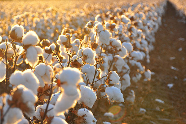 How Organic Cotton Clothing Can Help Eczema